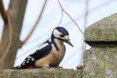 Pic épeiche ♂ - Dendrocopos major - Great Spotted Woodpecker<br>Région parisienne