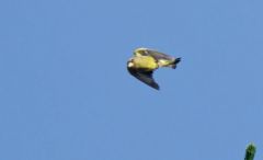 Verdier d'Europe ♂ - Chloris chloris - European Greenfinch<br>Vendée