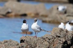 Mouette mélanocéphale et mouette rieuse<br>Vendée