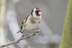 Chardonneret élégant - Carduelis carduelis - European Goldfinch<br>Région parisienne