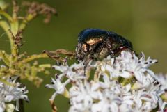 Cétoine dorée - Cetonia aurata<br>Vendée