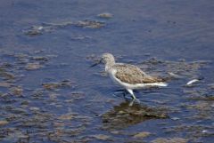 Chevalier aboyeur - Tringa nebularia - Common Greenshank<br>Vendée