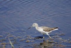 Chevalier aboyeur - Tringa nebularia - Common Greenshank<br>Vendée