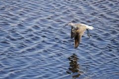 Chevalier aboyeur - Tringa nebularia - Common Greenshank<br>Vendée