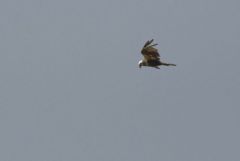 Busard des roseaux ♀ - Circus aeruginosus - Western Marsh Harrier<br>Vendée