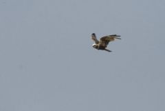 Busard des roseaux ♀ - Circus aeruginosus - Western Marsh Harrier<br>Vendée