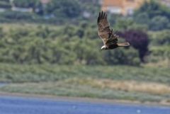 Busard des roseaux ♀ - Circus aeruginosus - Western Marsh Harrier<br>Vendée