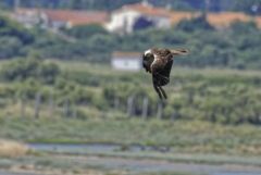 Busard des roseaux ♀ - Circus aeruginosus - Western Marsh Harrier<br>Vendée