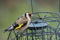 Chardonneret élégant - Carduelis carduelis - European Goldfinch<br>Région Parisienne