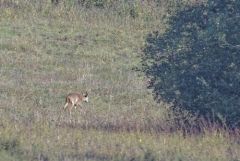 Chevreuil ♂ - Capreolus capreolus - Roe Deer<br>Région Parisienne