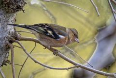 Pinson des arbres - Fringilla coelebs - Eurasian Chaffinch<br>Région parisienne