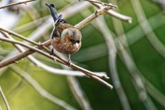 Pinson des arbres - Fringilla coelebs - Eurasian Chaffinch<br>Région parisienne