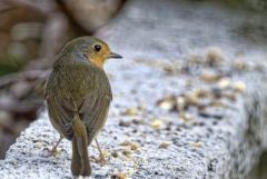 Rougegorge familier - Erithacus rubecula - European Robin<br>Vendée