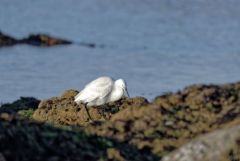 Aigrette garzette - Egretta garzetta - Little Egret<br>Vendée