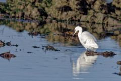 Aigrette garzette - Egretta garzetta - Little Egret<br>Vendée