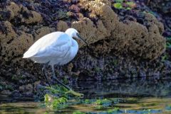 Aigrette garzette - Egretta garzetta - Little Egret<br>Vendée