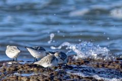 Bécasseau sanderling - Calidris alba - Sanderling<br>Vendée