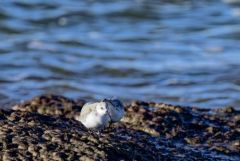 Bécasseau sanderling - Calidris alba - Sanderling<br>Vendée