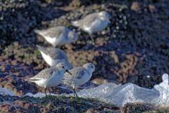Bécasseau sanderling - Calidris alba - Sanderling<br>Vendée