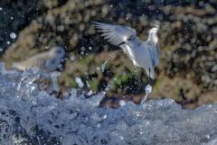 Bécasseau sanderling - Calidris alba - Sanderling<br>Vendée