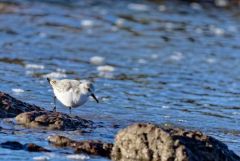 Bécasseau sanderling - Calidris alba - Sanderling<br>Vendée