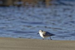Bécasseau sanderling - Calidris alba - Sanderling<br>Vendée