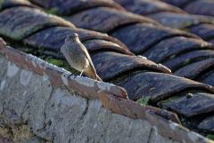 Rougequeue noir - Phoenicurus ochruros - Black Redstart<br>Vendée