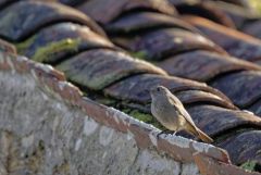 Rougequeue noir - Phoenicurus ochruros - Black Redstart<br>Vendée