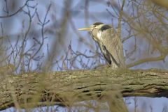 Héron cendré - Ardea cinerea - Grey Heron<br>Région parisienne