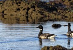 Bernache cravant - Branta bernicla - Brant Goose<br>Vendée