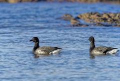 Bernache cravant - Branta bernicla - Brant Goose<br>Vendée