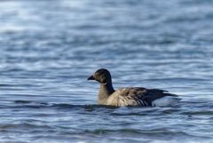 Bernache cravant - Branta bernicla - Brant Goose<br>Vendée