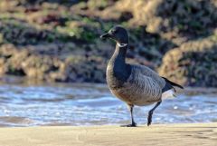 Bernache cravant - Branta bernicla - Brant Goose<br>Vendée