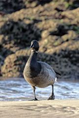 Bernache cravant - Branta bernicla - Brant Goose<br>Vendée