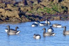 Bernache cravant - Branta bernicla - Brant Goose<br>Vendée