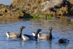 Bernache cravant - Branta bernicla - Brant Goose<br>Vendée