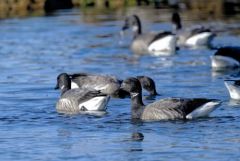 Bernache cravant - Branta bernicla - Brant Goose<br>Vendée