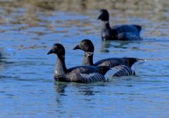 Bernache cravant - Branta bernicla - Brant Goose<br>Vendée