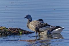 Bernache cravant - Branta bernicla - Brant Goose<br>Vendée