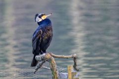 Grand Cormoran - Phalacrocorax carbo - Great Cormoran<br>Région parisienne