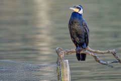 Grand Cormoran - Phalacrocorax carbo - Great Cormoran<br>Région parisienne