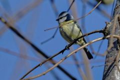 Mésange bleue - Cyanistes caeruleus - Eurasian Blue Tit<br>Région parisienne