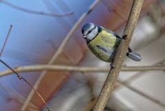 Mésange bleue - Cyanistes caeruleus - Eurasian Blue Tit<br>Région parisienne