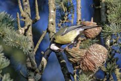Mésange charbonnière - Parus major - Great Tit<br>Région parisienne