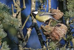 Mésange charbonnière - Parus major - Great Tit<br>Région parisienne