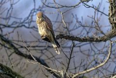 Faucon crécerelle ♀ - Falco tinnunculus - Common Kestrel<br>Région Parisienne