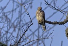 Faucon crécerelle ♀ - Falco tinnunculus - Common Kestrel<br>Région Parisienne