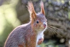 Ecureuil roux - Sciurus vulgaris - Eurasian Red Squirrel<br>Région parisienne