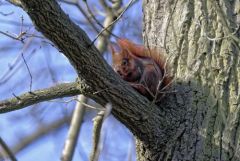 Ecureuil roux - Sciurus vulgaris - Eurasian Red Squirrel<br>Région parisienne