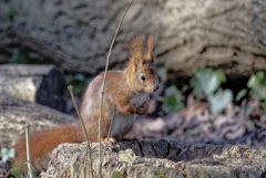 Ecureuil roux - Sciurus vulgaris - Eurasian Red Squirrel<br>Région parisienne